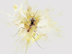 01-bug-splatter.jpg