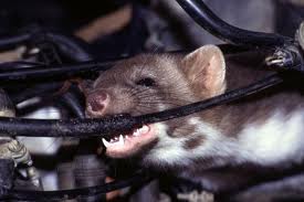 protect-cars-from-chewing-rodents-carcapsule.jpg